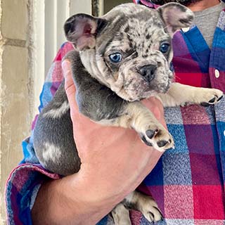 blue merle french bulldogpuppy